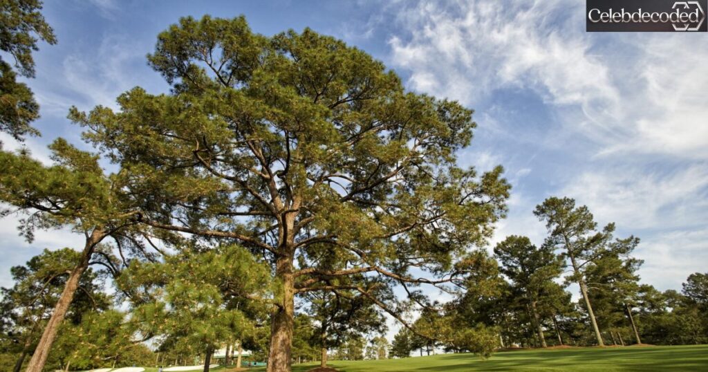 Eisenhower Tree came down in 2014